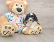 7 week old Cavapoo Puppy For Sale - Puppy Love PR