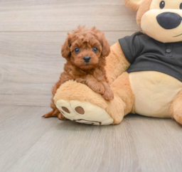 7 week old Cavapoo Puppy For Sale - Puppy Love PR