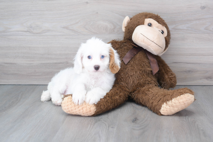 Cavapoo Pup Being Cute