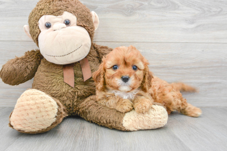 Cavapoo Puppy for Adoption