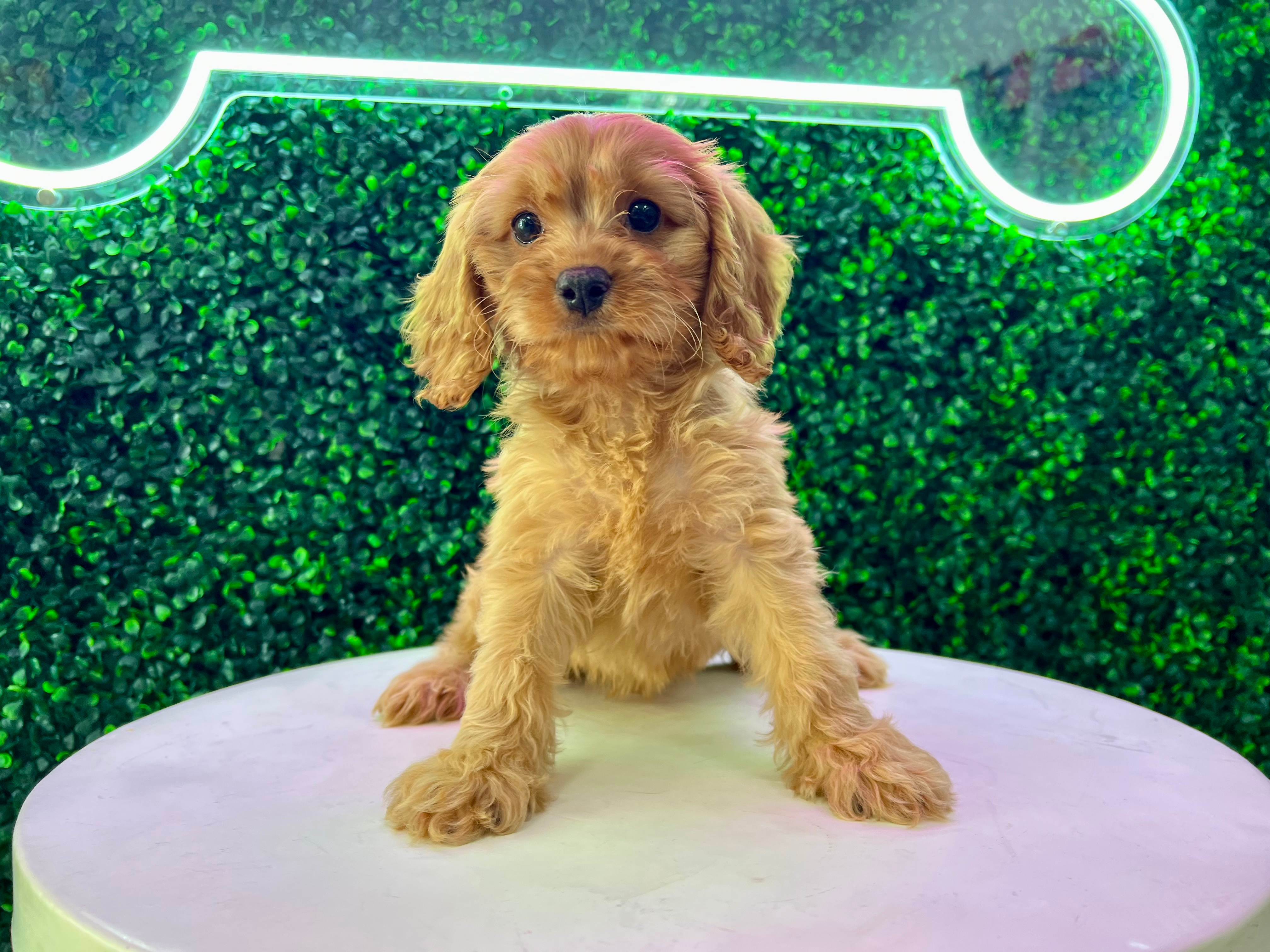 Cute Cavapoo Poodle Mix Pup
