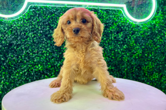 Cute Cavapoo Poodle Mix Pup