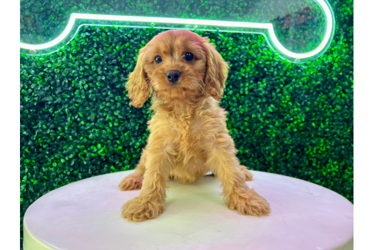 Meet Wendy - our Cavapoo Puppy Photo 1/4 - Puppy Love PR Cute Cavapoo Poodle Mix Pup