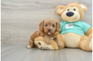 Cute Cavapoo Baby