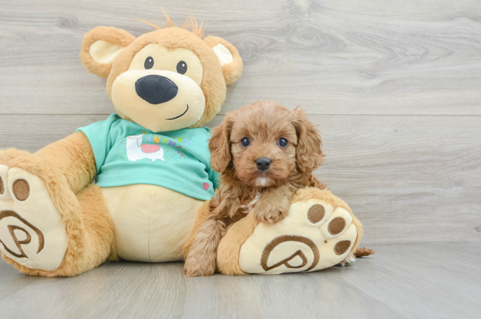 6 week old Cavapoo Puppy For Sale - Puppy Love PR