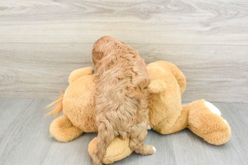 Sweet Cavapoo Baby