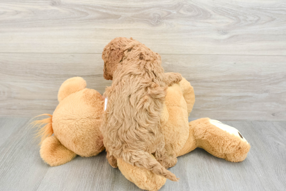 Best Cavapoo Baby