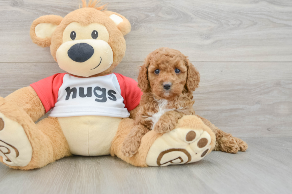 6 week old Cavapoo Puppy For Sale - Puppy Love PR
