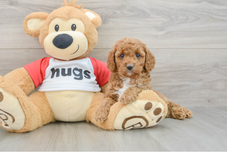 Meet Wendy - our Cavapoo Puppy Photo 1/3 - Puppy Love PR Petite Cavapoo Poodle Mix Pup