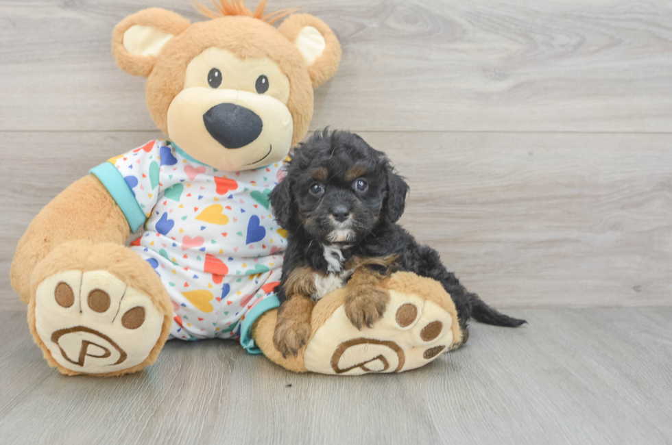 6 week old Cavapoo Puppy For Sale - Puppy Love PR