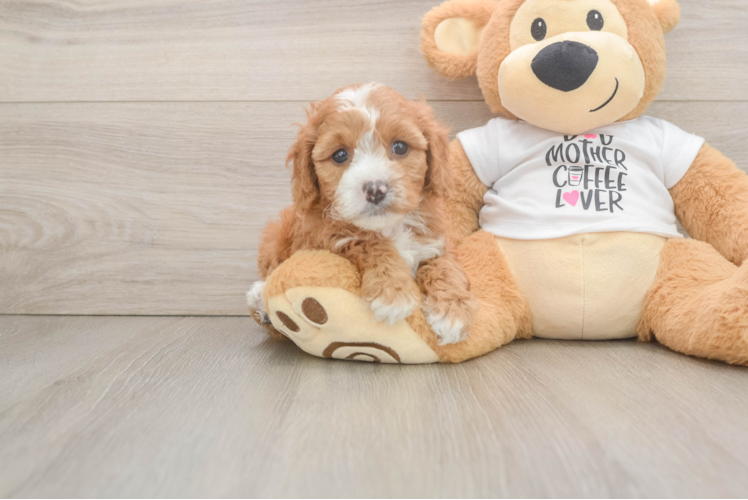 Cavapoo Pup Being Cute