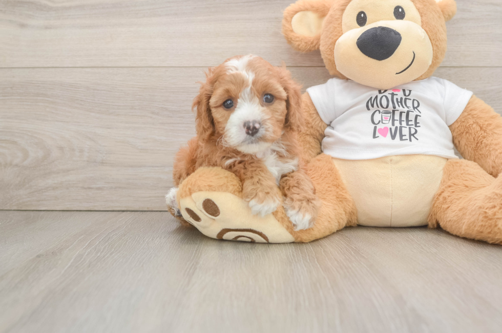 6 week old Cavapoo Puppy For Sale - Puppy Love PR