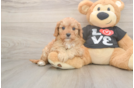 Happy Cavapoo Baby