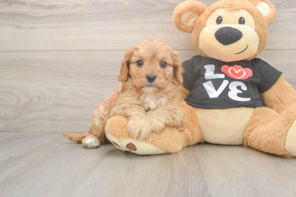 Happy Cavapoo Baby