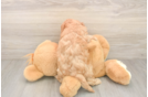 Best Cavapoo Baby