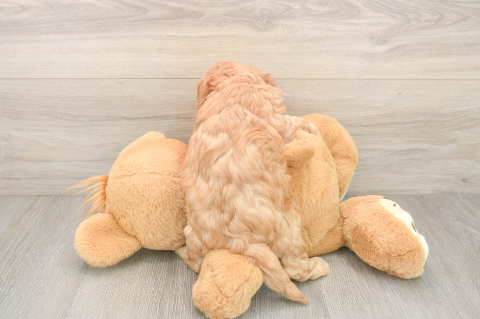 Best Cavapoo Baby