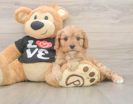 7 week old Cavapoo Puppy For Sale - Puppy Love PR