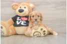Happy Cavapoo Baby