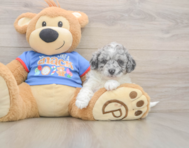 8 week old Cavapoo Puppy For Sale - Puppy Love PR
