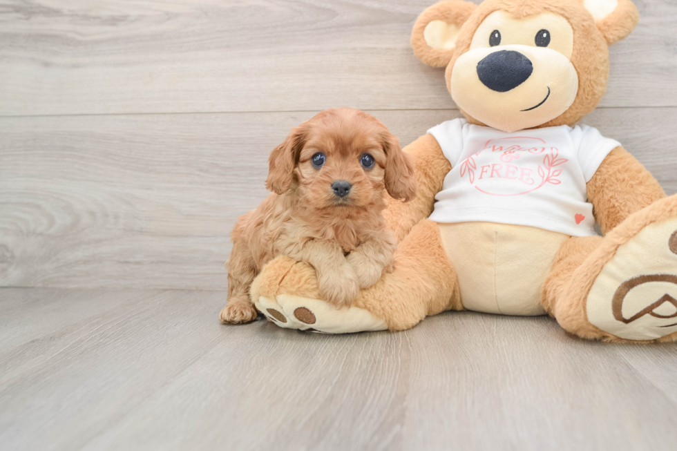 Cavapoo Pup Being Cute