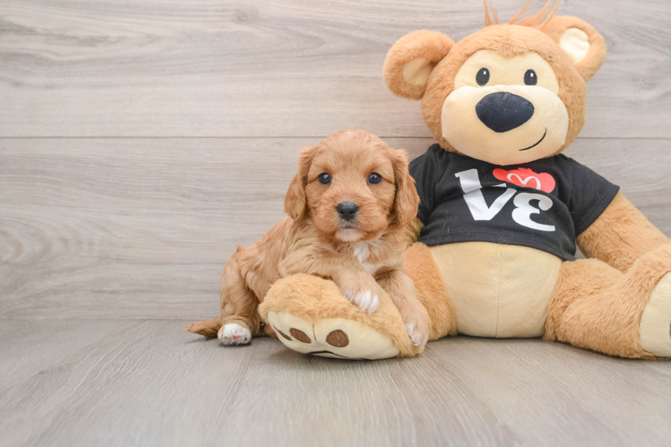 Sweet Cavapoo Baby