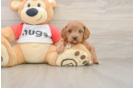 Friendly Cavapoo Baby