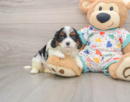 7 week old Cavapoo Puppy For Sale - Puppy Love PR