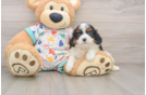 Smart Cavapoo Poodle Mix Pup
