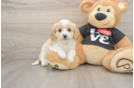 Cavapoo Puppy for Adoption