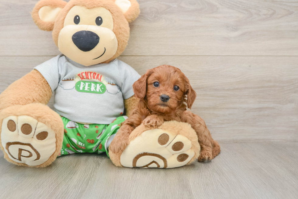 Cavapoo Pup Being Cute