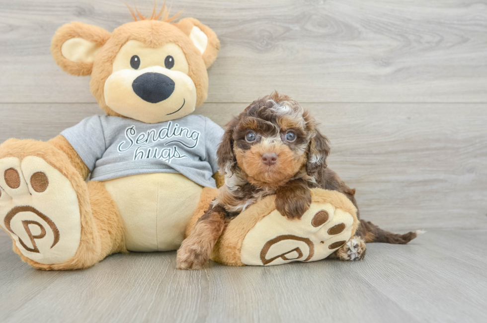 6 week old Cavapoo Puppy For Sale - Puppy Love PR