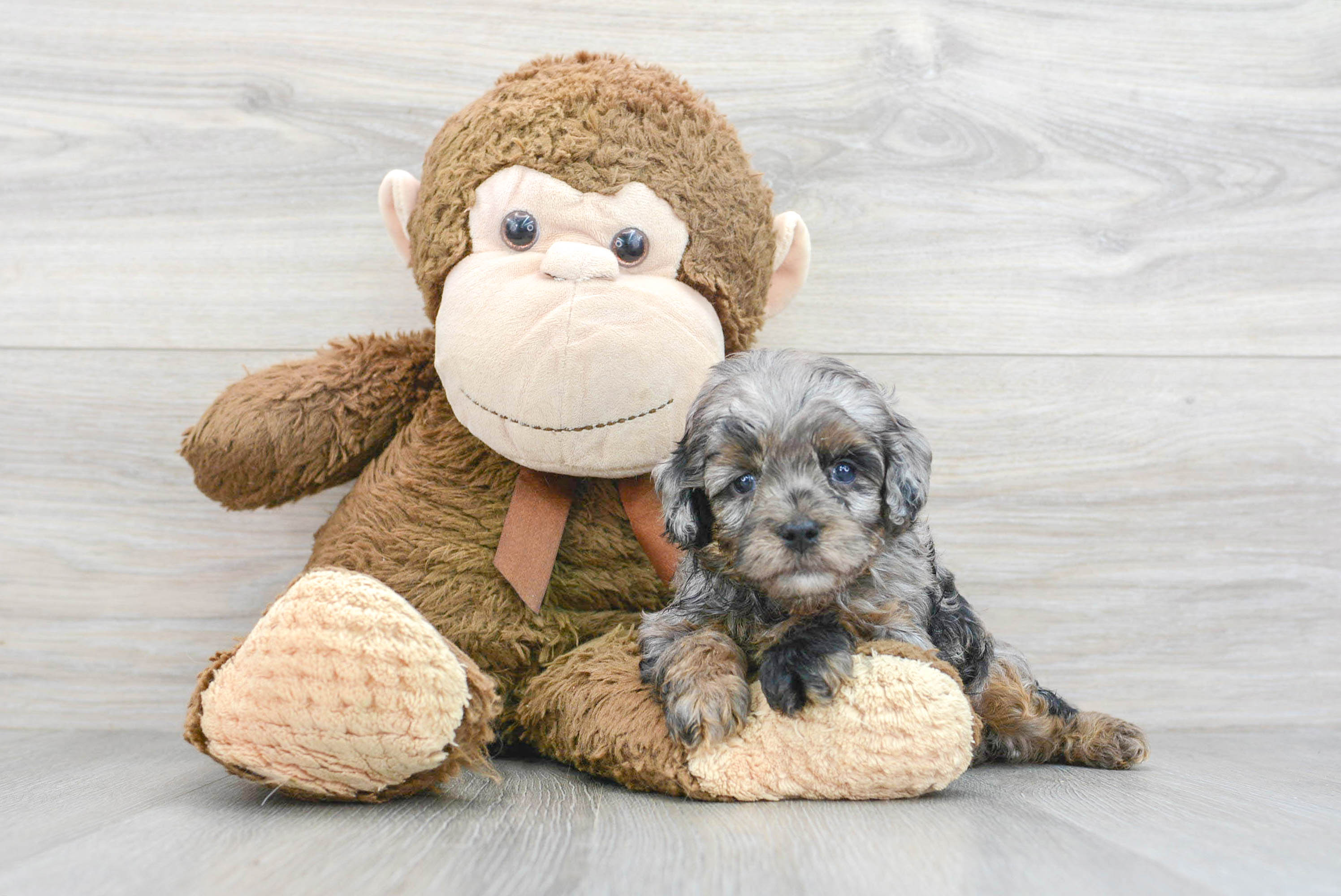 Cavapoo Pup Being Cute
