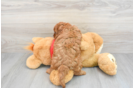 Cavapoo Pup Being Cute