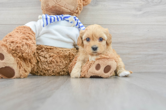 Cavapoo Pup Being Cute