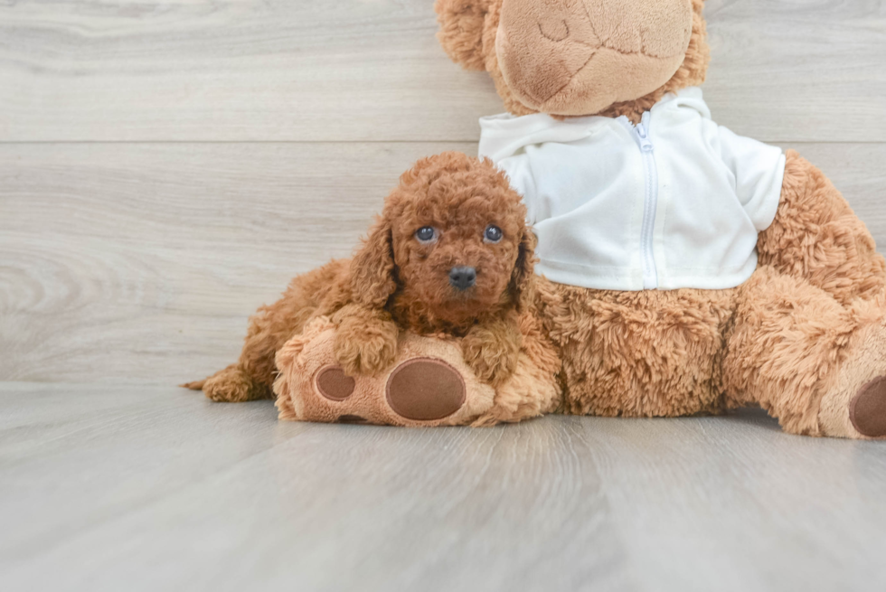 Little Cavoodle Poodle Mix Puppy
