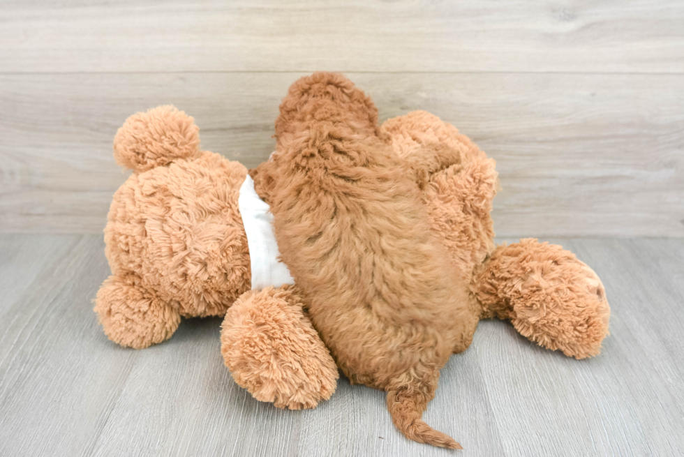 Smart Cavapoo Poodle Mix Pup