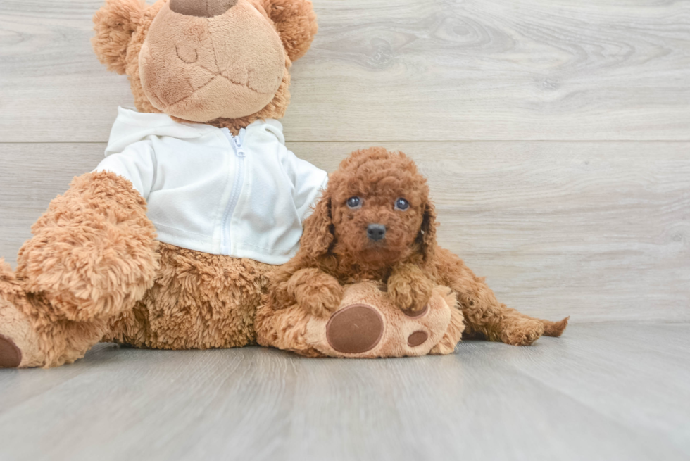 Happy Cavapoo Baby