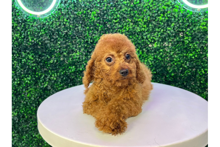Best Cavapoo Baby
