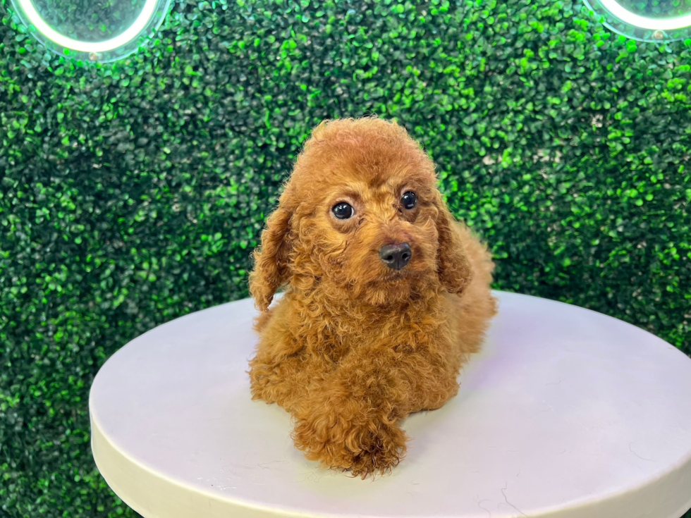 Best Cavapoo Baby