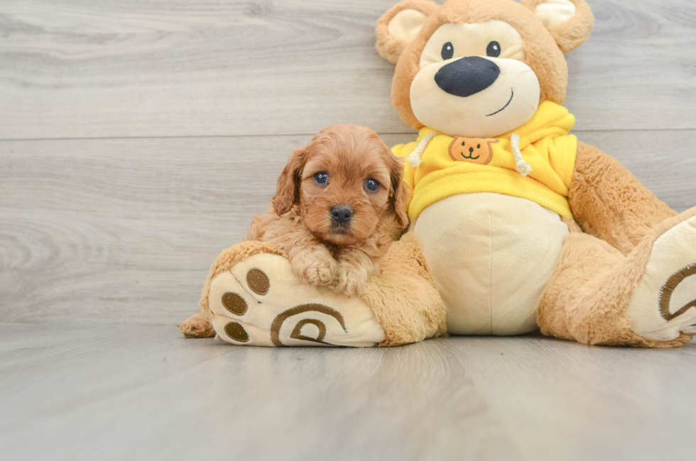 5 week old Cavapoo Puppy For Sale - Puppy Love PR