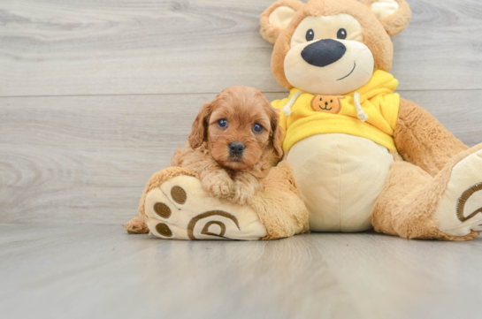 Cavapoo Pup Being Cute