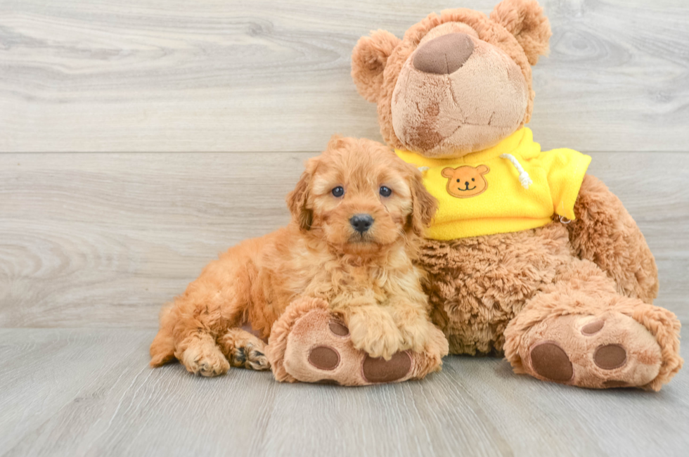 7 week old Cavapoo Puppy For Sale - Puppy Love PR