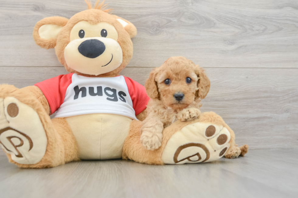 6 week old Cavapoo Puppy For Sale - Puppy Love PR