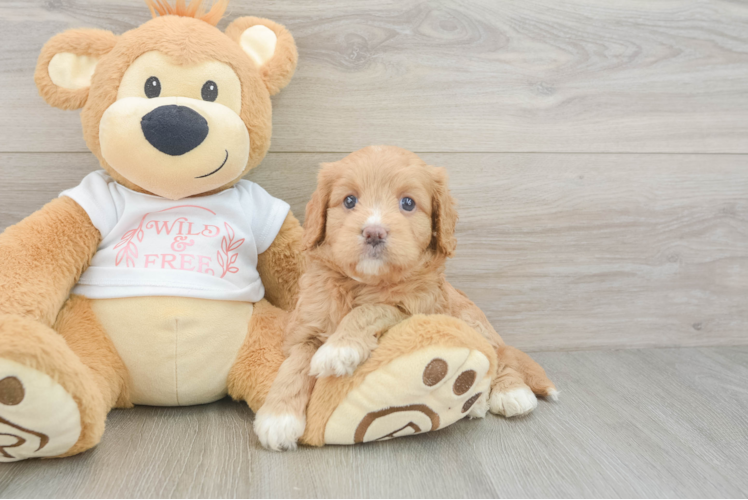 Popular Cavapoo Poodle Mix Pup