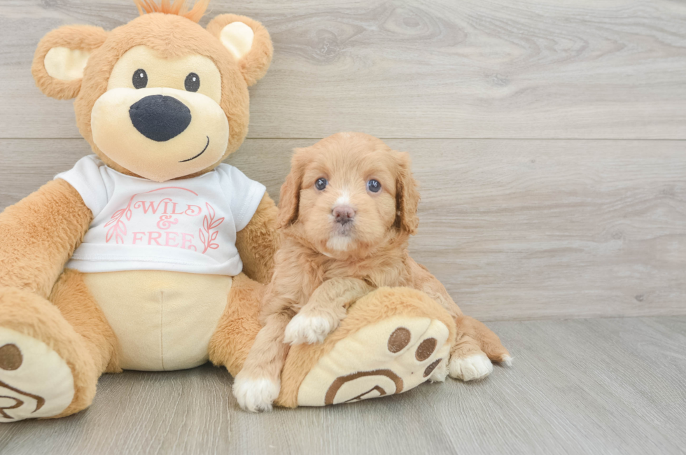 6 week old Cavapoo Puppy For Sale - Puppy Love PR