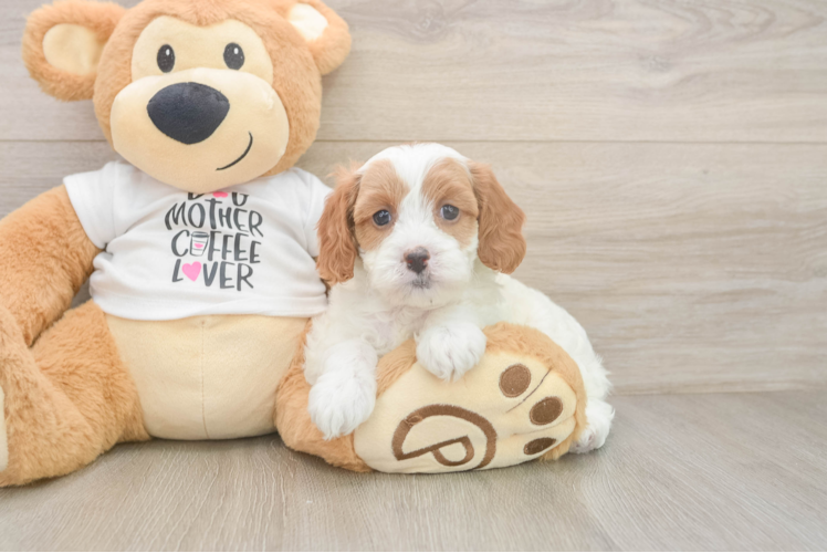 Best Cavapoo Baby