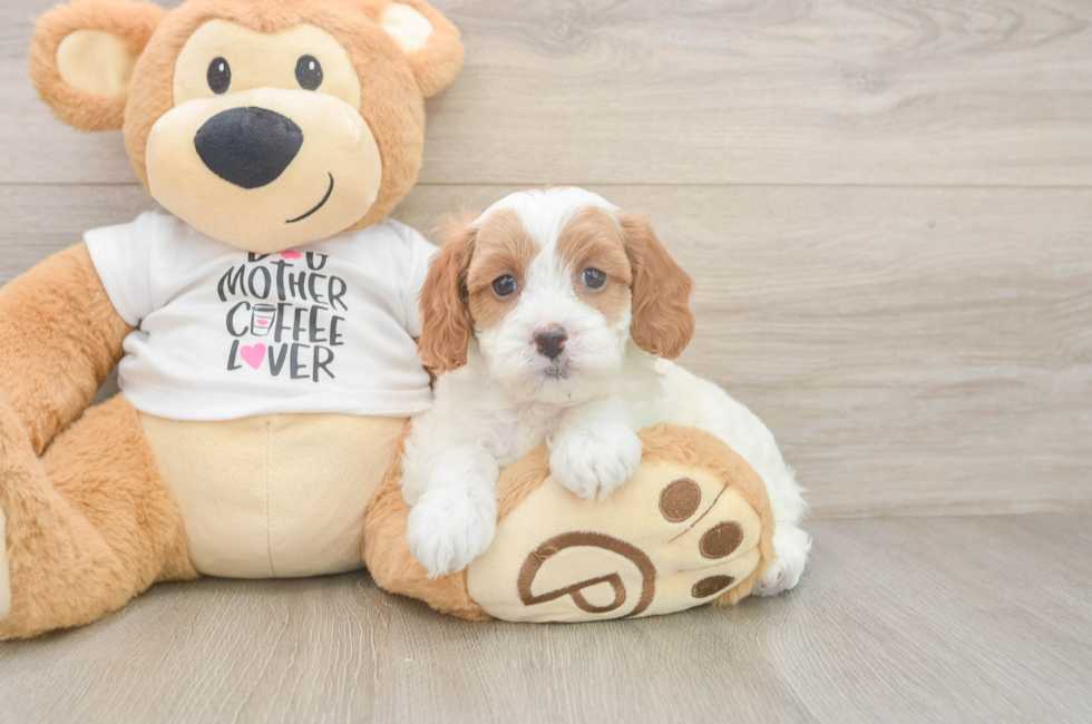 7 week old Cavapoo Puppy For Sale - Puppy Love PR