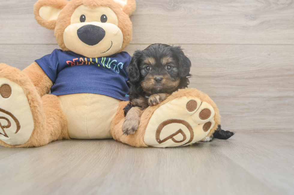 5 week old Cavapoo Puppy For Sale - Puppy Love PR