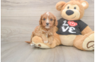Happy Cavapoo Baby