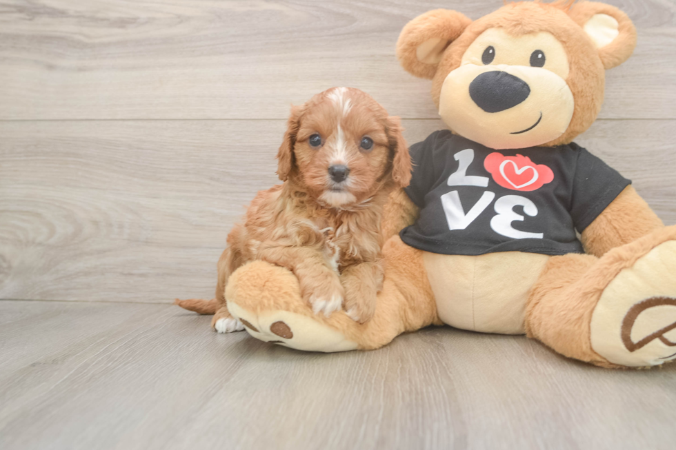 Happy Cavapoo Baby